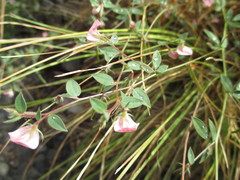 Acmispon americanus americanus