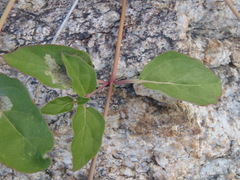 Boerhavia gracillima