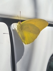 Phoebis agarithe fisheri