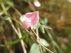 Acmispon americanus americanus
