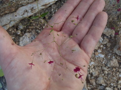 Boerhavia gracillima