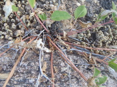 Boerhavia gracillima