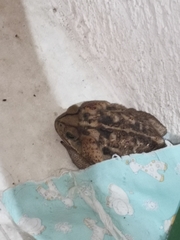 Rhinella horribilis