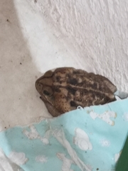 Rhinella horribilis