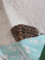 Rhinella horribilis
