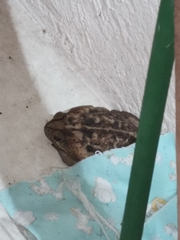 Rhinella horribilis