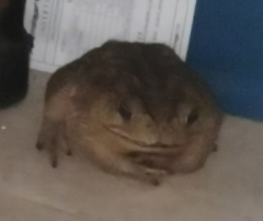 Rhinella horribilis
