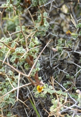 Adesmia spinosissima