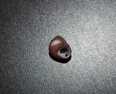 Roseaplagis rufozona