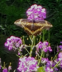 Heraclides cresphontes