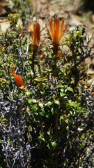 Chuquiraga spinosa