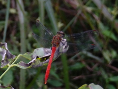 Sympetrum eroticum eroticum