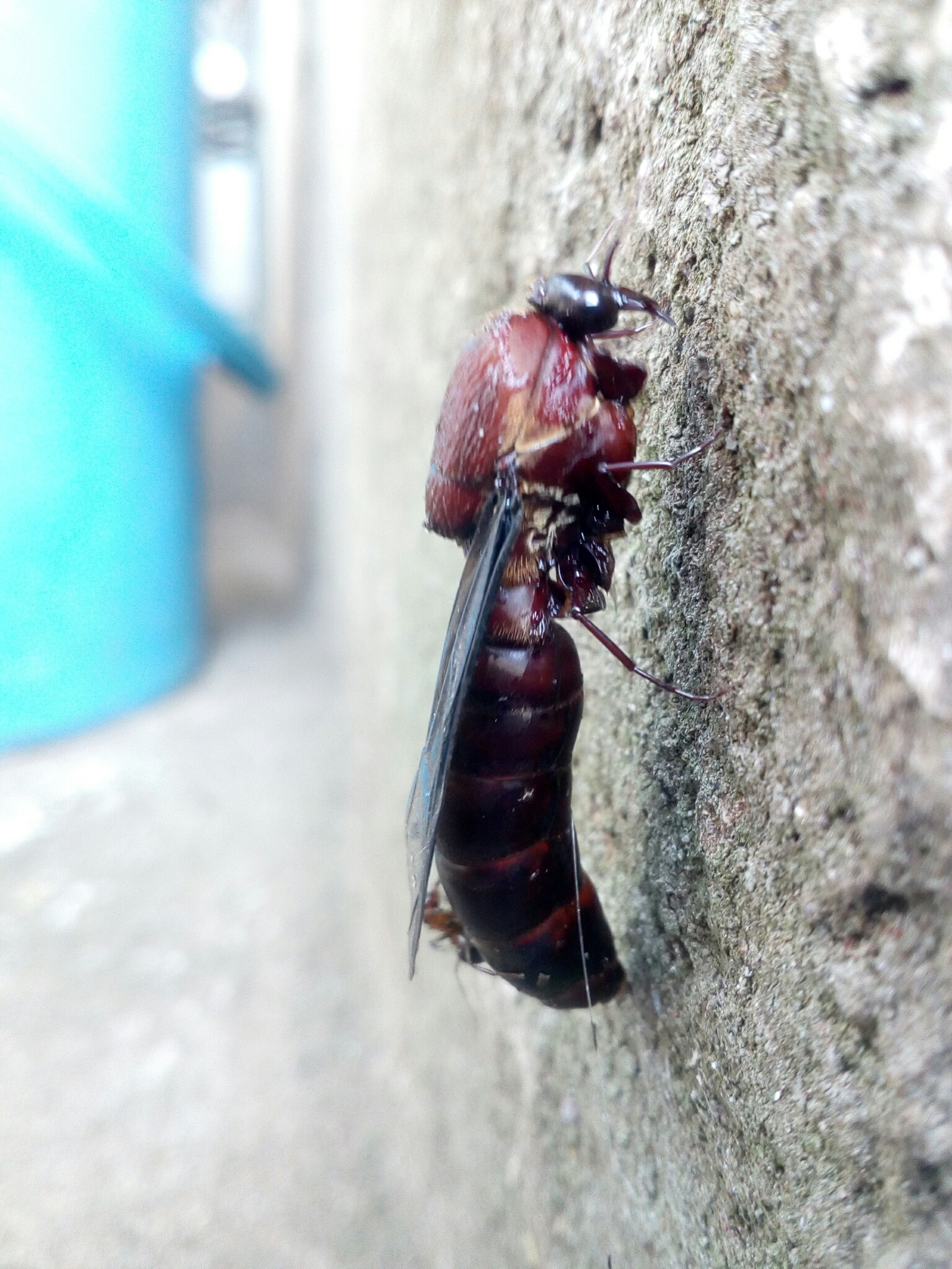 Dorylus nigricans