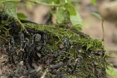 Xylaria multiplex