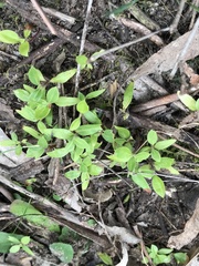 Pittosporum undulatum