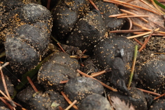 Ascobolus sacchariferus