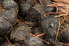 Dinothenarus pubescens