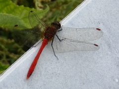 Sympetrum eroticum eroticum