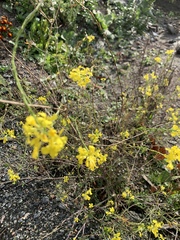 Brassica