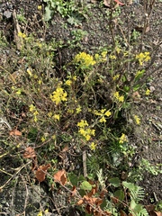 Brassica