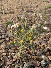 Senecio viscosus