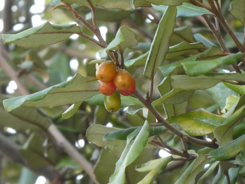 Elaeagnus × reflexa iNat (2)