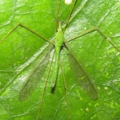Leptotarsus virescens