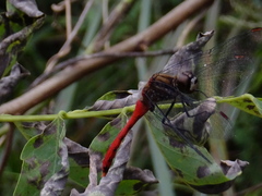 Sympetrum eroticum eroticum