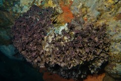 Adeonellopsis