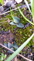 Eriochilus collinus