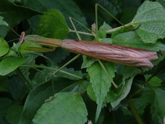 Tenodera sinensis