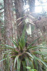 Tillandsia fendleri