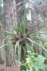 Tillandsia fendleri