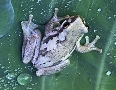 Litoria dentata