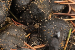 Dinothenarus pubescens