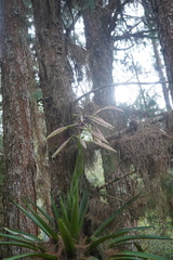 Tillandsia fendleri