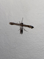 Anstenoptilia