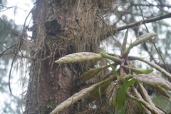 Tillandsia fendleri