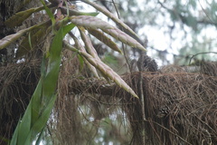 Tillandsia fendleri