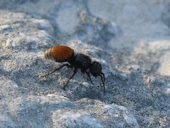 Pseudomethoca brazoria