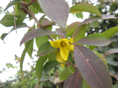Forsythia koreana