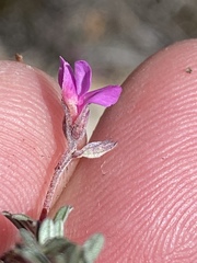 Indigofera sp19a