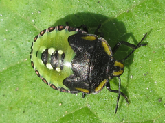 Nezara antennata