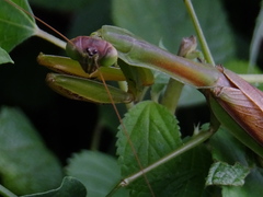Tenodera sinensis