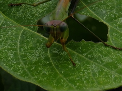 Tenodera sinensis