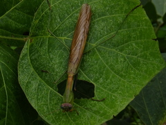 Tenodera sinensis