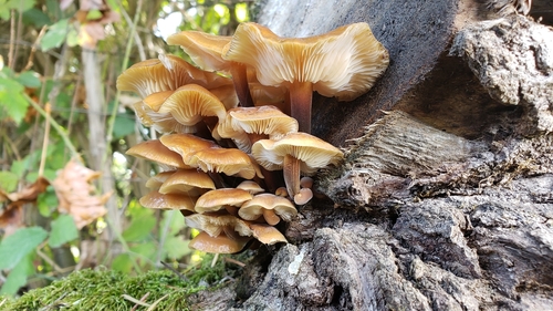 Flammulina velutipes — (c) Gavin Slater, some rights reserved (CC BY)