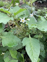 Solanum nigrum