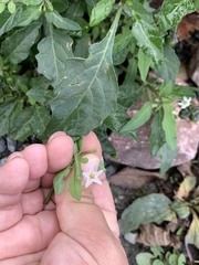 Solanum nigrum