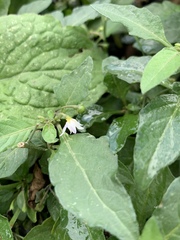 Solanum nigrum